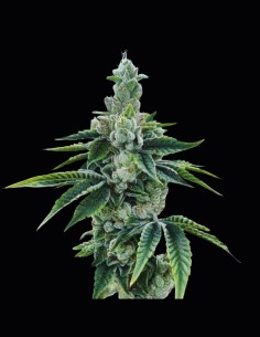 Recon 2.0 Strain (DNA Genetics) 🧬 23% THC & Resinous Buds