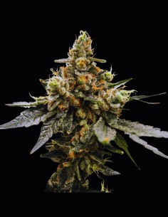 Gaz Money Strain (DNA Genetics) 🍬 Candy Gas Flavor!