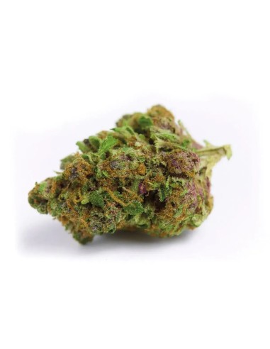 Double XL Red Banana Berry Auto Strain (Growers Choice) - 27% THC, hohe Ausbeute