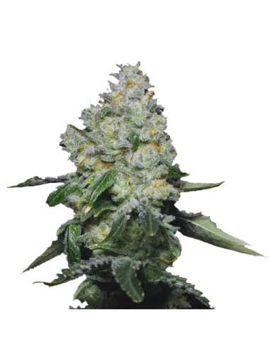 Double XL Tropical Cookies Auto (Growers Choice) - THC 26%, alto rendimento