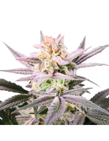 Double XL Watermelon Weddingcake (Growers Choice) – Sweet Flavor, High THC