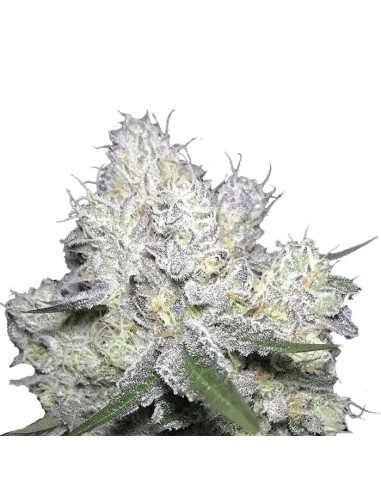 Double XL Weddingcake x Frosty Gelato Auto - Potente THC e fioritura rapida