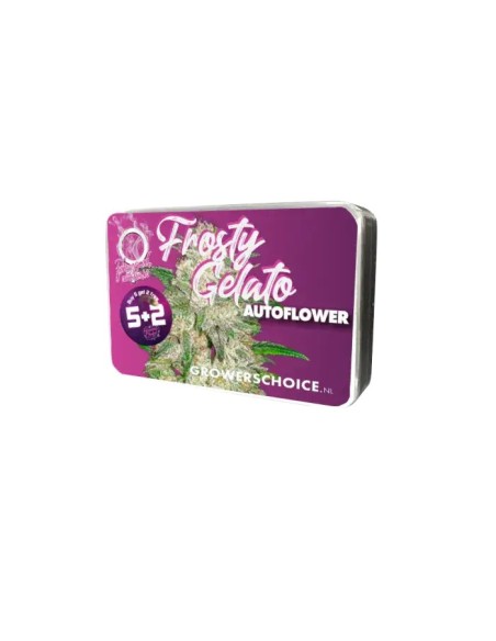 Frosty Gelato Auto (Growers Choice) Autoflowering Seeds