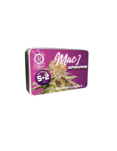 MAC 1 Auto Sorte (Growers Choice) - 30% THC, Selbstblühend