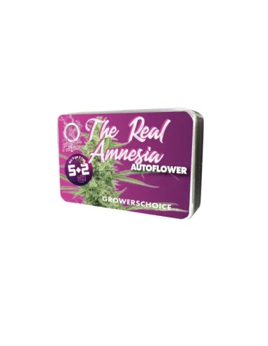 Acheter The Real Amnesia Auto de Growers Choice - Oaseeds