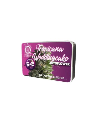 Acheter Tropicana Wedding Cake Auto de Growers Choice - Oaseeds