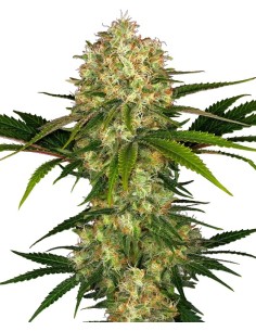 Afghani 1 (Sensi Seeds) Semillas Regulares | ¡En Oferta!