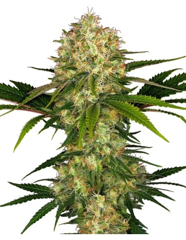 Afghani 1 von Sensi Seeds Hanfsamen | Oaseeds