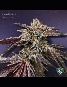 RuntzMattazz Strain (T.H.Seeds) 🍬 Candy Flavors & Big Yields 2