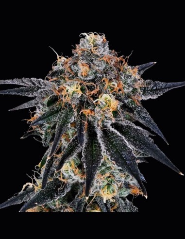 Blue Fumez (Grounded Genetics) 🍰 Sabor rico y colores vibrantes