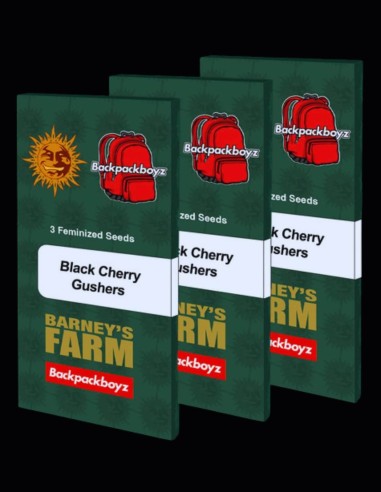 Black Cherry Gushers Strain (Barney's Farm) 🫐 30% THC, riesige Ausbeute