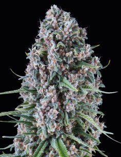 Blue Cheese Strain (Oaseeds) 🧀 Relaxante, savoureuse, à haut rendement