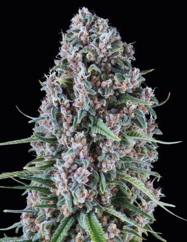 Blue Cheese Strain (Oaseeds) 🧀 Relaxing, Flavorful, High-Yielding