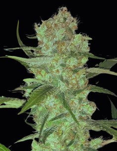 Sugar Candy Strain (Oaseeds) 🍬 25% de THC y rendimientos masivos