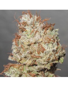 Cheesy Fruits (Ultra Genetics Seeds) 2
