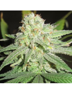 Cheesy Fruits (Ultra Genetics Seeds)