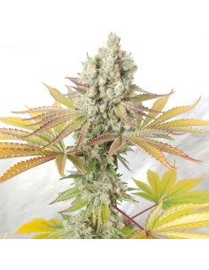 Cookie Balboa (Ultra Genetics Seeds) 2