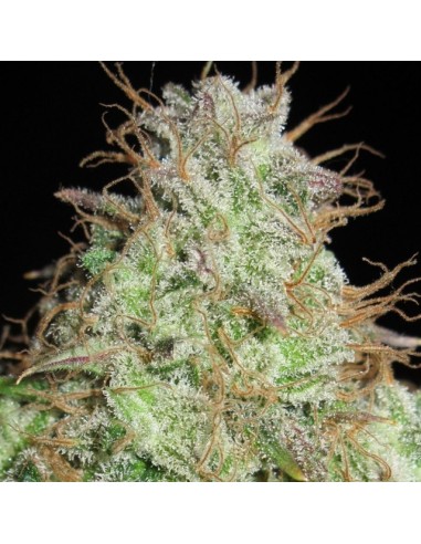 Cookie Balboa (Ultra Genetics Seeds)