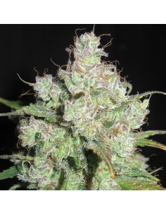 Cream Cheese Frosting (Ultra Genetics Seeds) 2