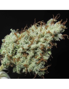 Darkside Cheese (Ultra Genetics Seeds) 2