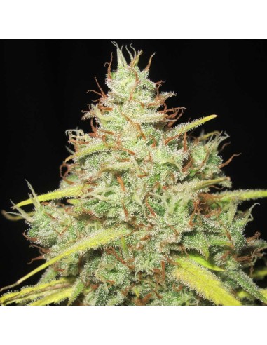 Darkside Cheese (Ultra Genetics Seeds)