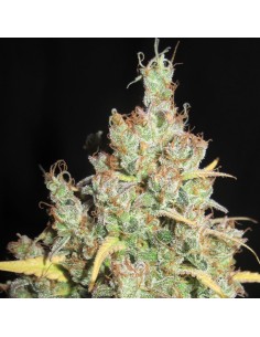 Nord Stream Gas (Ultra Genetics Seeds) 2