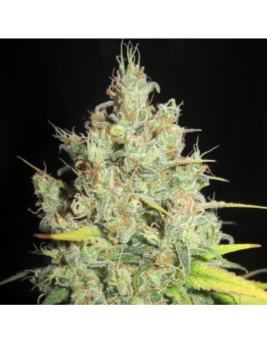 Nord Stream Gas (Ultra Genetics Seeds)