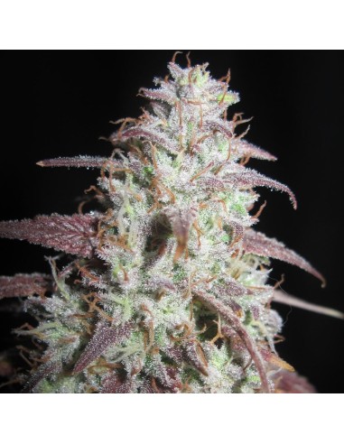 Sour Gob Stopper (Ultra Genetics Seeds)