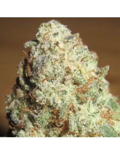 Sour Gob Stopper (Ultra Genetics Seeds) 2