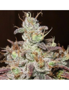 Sugar Tits (Ultra Genetics Seeds) 2