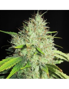 Sunday Gravy Strain (Ultra Genetics) - Old-School Hybrid Power