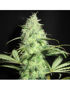 Sunday Gravy Strain (Ultra Genetics) - Old-School Hybrid Power 2