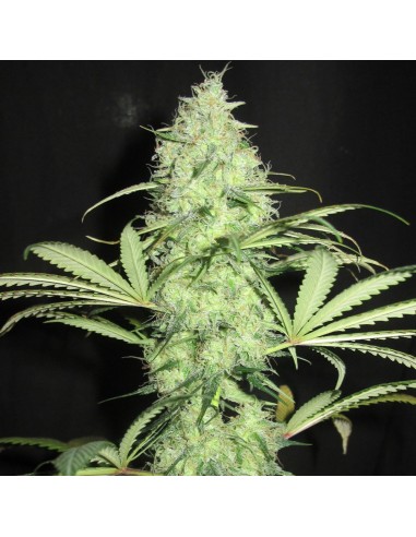 Sunday Gravy (Ultra Genetics Seeds)