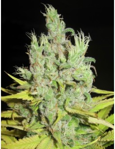 Super Silver Grapefruit (Ultra Genetics Seeds) Feminized