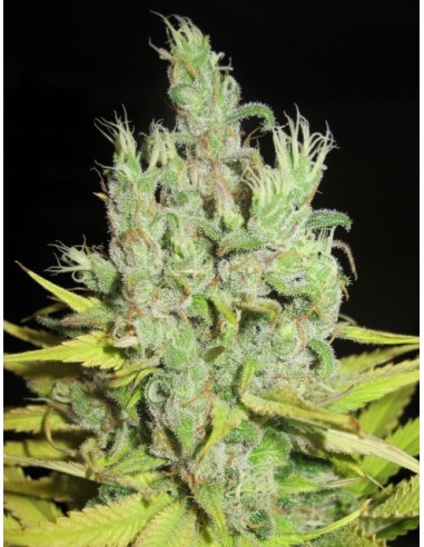 Super Silver Grapefruit von Ultra Genetics Seeds Hanfsamen | Oaseeds