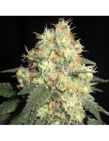 Tits Mc'Gee Strain (Ultra Genetics) – Exotic Flavor Bomb