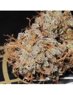 Titty Twister Strain (Ultra Genetics) - Elite Haze Hybrid 2