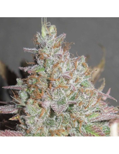 Yum Bongo Strain (Ultra Genetics) – Fruity, Relaxing Effects