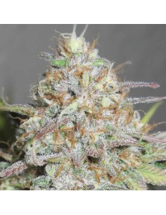 Yum Bongo Strain (Ultra Genetics) – Fruity, Relaxing Effects 2