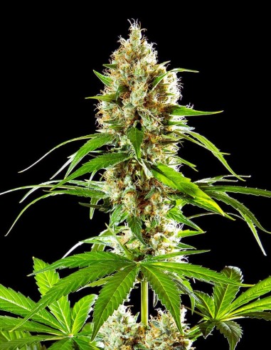 Sunset Sherbet Strain (Kannabia Seeds) 🍹 Grandes rendimientos, sabores dulces.