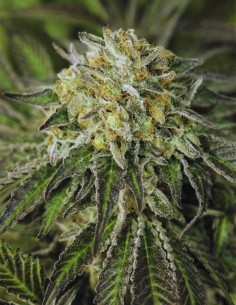 La varietà Amherst Sour Diesel (Humboldt Seeds) ottiene rese enormi!