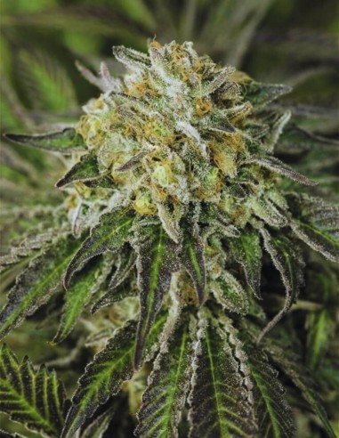 Amherst Sour Diesel Strain (Humboldt Seeds) ¡Consigue rendimientos masivos!