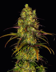 Critical Lemon Seeds (Oaseeds) 🍊 Relaxing Citrus High