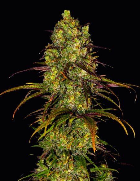 Critical Lemon Seeds (Oaseeds) 🍊 Relaxing Citrus High