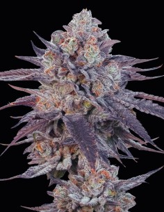 Grand Daddy Purple Strain (Oaseeds) 🍇 Legendary Purple Buds