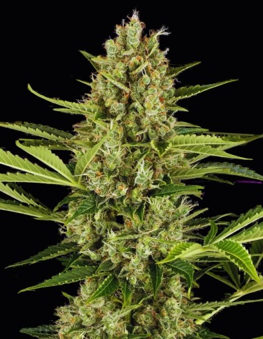 Jack Herer Strain (Oaseeds) ⭐ Hybride primé