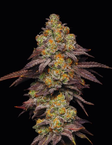 Big Z Strain (Cookies Seed Bank) 🍹 27% de THC y Sabor Tropical