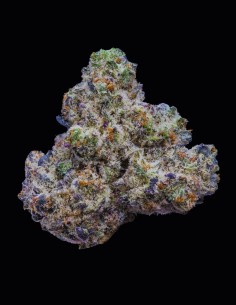 Bogota Strain (Cookies Seed Bank) 🌱 Fast, Potent, and Aromatic