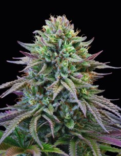 Cherry Cooks (Cookies Seed Bank) 🍒 Fruity & Potent