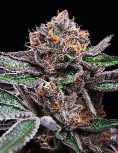Candy Candy Strain (Cookies Seed Bank) 🍬 Sweet & Huge Harvests